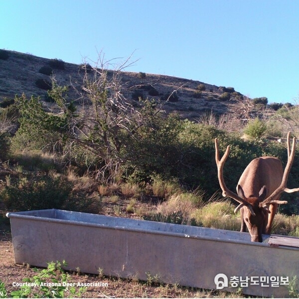 Elk drinks from solar powered water source in Arizona. The solar panels were provided by TerrePower/Ontility. Photo Courtesy: Arizona Deer Association Elk drinks from solar powered water source in Arizona. The solar panels were provided by TerrePower/Ontility. Photo Courtesy: Arizona Deer Association
