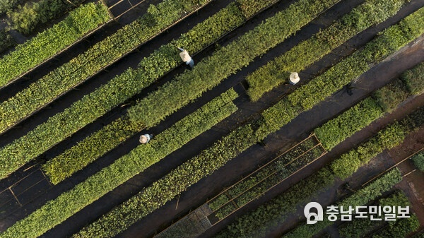 Workers in the seedling nursery for replanting native plants belonging to the area around Anglo American’s Minas-Rio iron ore mine in Brazil (Source: Anglo American) Workers in the seedling nursery for replanting native plants belonging to the area around Anglo American’s Minas-Rio iron ore mine in Brazil (Source: Anglo American)