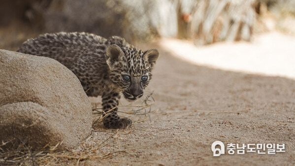 The Royal Commission for AlUla's (RCU) Arabian Leopard Conservation Breeding Programme celebrates the birth of seven healthy cubs in 2023 The Royal Commission for AlUla's (RCU) Arabian Leopard Conservation Breeding Programme celebrates the birth of seven healthy cubs in 2023