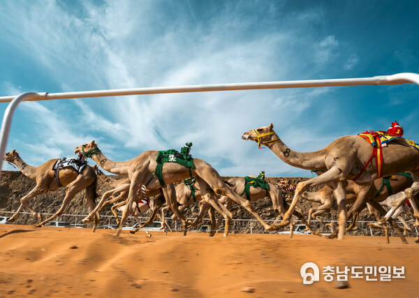 The first Arab Camel Cup and first World Endurance Championship, held on 3rd May and 4th May respectively, each feature a prestigious field of thoroughbred racing camels and multi-million SAR prize pools The first Arab Camel Cup and first World Endurance Championship, held on 3rd May and 4th May respectively, each feature a prestigious field of thoroughbred racing camels and multi-million SAR prize pools