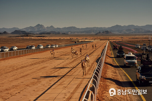The first Arab Camel Cup and first World Endurance Championship, held on 3rd May and 4th May respectively, each feature a prestigious field of thoroughbred racing camels and multi-million SAR prize pools The first Arab Camel Cup and first World Endurance Championship, held on 3rd May and 4th May respectively, each feature a prestigious field of thoroughbred racing camels and multi-million SAR prize pools