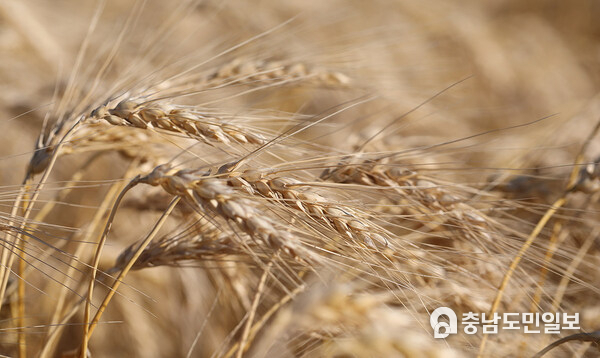 The Growing Season Progress Report provides timely updates on seeding, crop conditions and quality, and harvest progress for Canadian wheat. The Growing Season Progress Report provides timely updates on seeding, crop conditions and quality, and harvest progress for Canadian wheat.