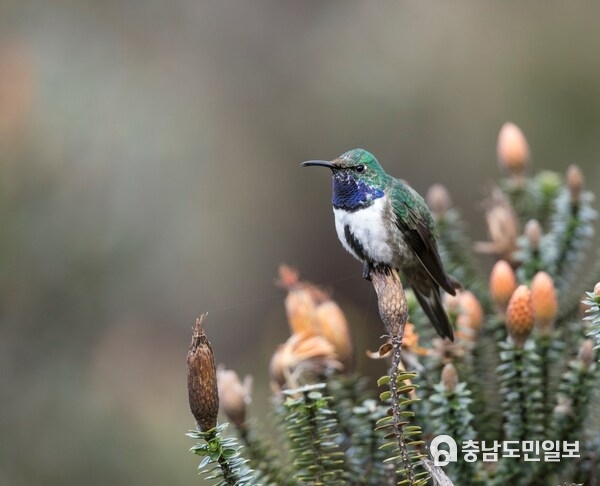 Photo of the Blue-throated Hillstar perched on a Chuquiragua bush. Photo provided by Fundación Jocotoco; Photo credit: James Muchmore. (PRNewsFoto/Indianapolis Zoo) Photo of the Blue-throated Hillstar perched on a Chuquiragua bush. Photo provided by Fundación Jocotoco; Photo credit: James Muchmore. (PRNewsFoto/Indianapolis Zoo)