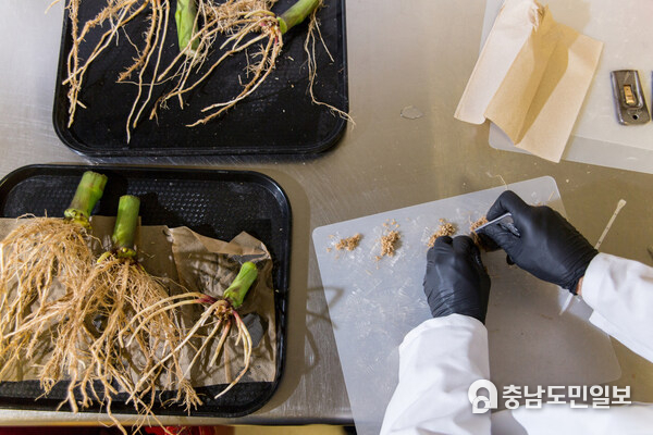 A scientist at Pivot Bio scraping corn roots to measure the colonization of Pivot Bio's nitrogen producing microbe. A scientist at Pivot Bio scraping corn roots to measure the colonization of Pivot Bio's nitrogen producing microbe.