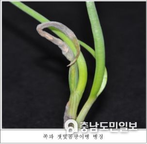 쪽파 잿빛곰팡이병 병징