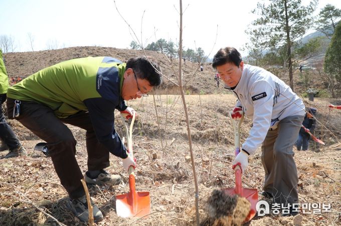 금산군 제78회 식목일 기념 산딸나무 식재 모습