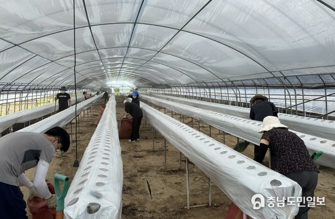 문화체육관광국 직원 50명 논산 딸기 농가 방문 구슬땀