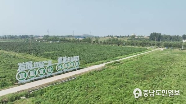 Photo shows the planting area of the Traditional Chinese Medical (TMC) herbs in Mengzhuang Town, Zaozhuang City, east China’s Shandong