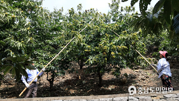 Photo shows villagers of Huangshanjian Village picking chestnuts