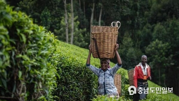 CGTN: Diffusion of tea and its culture along the Silk Road