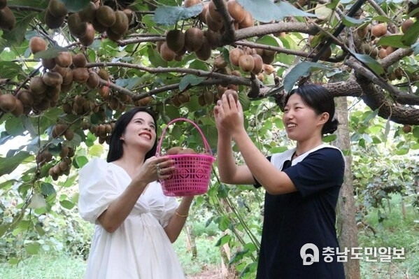 Photo shows that tourists pick kiwifruit at a kiwifruit plant base in Chengxia village of Chian Town in Fengxin County. (Photo by Deng Jiangang)