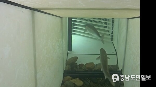 The automated gate opens to let wild Atlantic salmon through and divert pink salmon into a holding tank