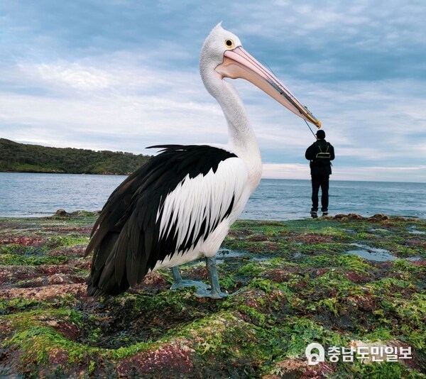 ©Justin Mendoza（Philippines) - “Pick a Beak”丨HUAWEI P30 Pro
