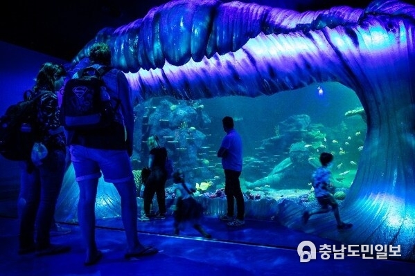 Day and Night on the Reef at SEA LIFE Sydney Aquarium
