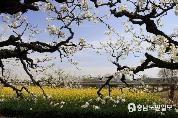 Photo shows the pear blossom in Chaihudian Town of Tengzhou City, east China's Shandong Province.