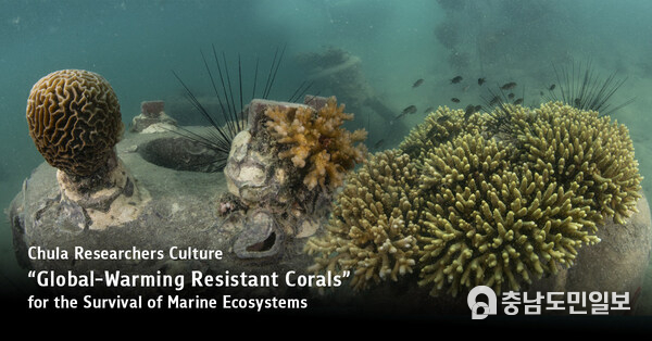 Chula Researchers Culture “Global-Warming Resistant Corals” for the Survival of Marine Ecosystems