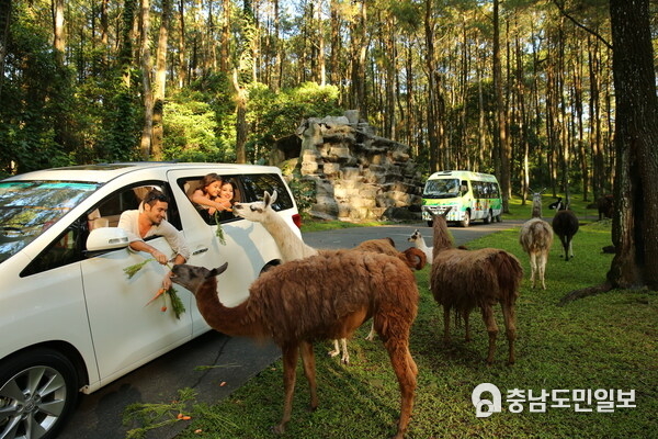 Safari Journey at The Grand Taman Safari Prigen.