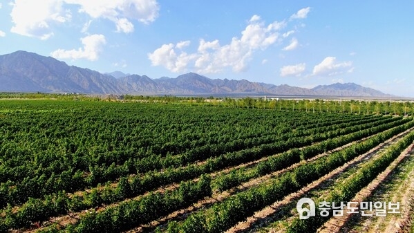 The photo shows wineries along the eastern foothills of Helan Mountains.