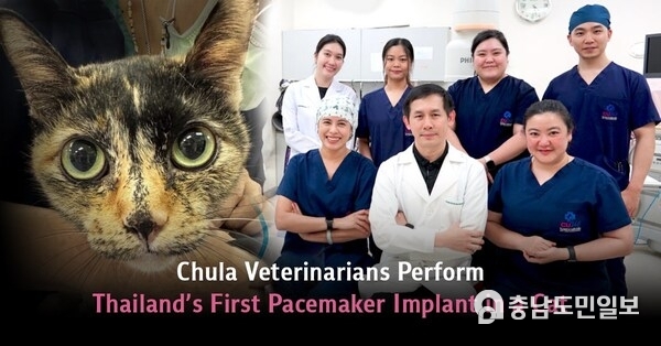 쭐랄롱꼰 대학교 수의학팀, 태국 최초로 고양이 심박동기 삽입 수술 성공