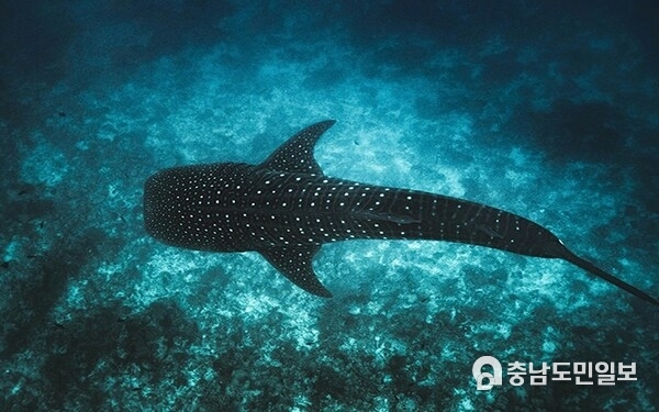 Photo: &copy; Ishan @seefromthesky from Unsplash