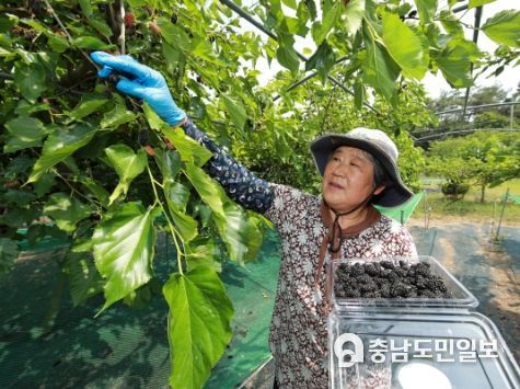 13일 이원면 당산리의 한 농원에서 오디를 생산하는 모습.