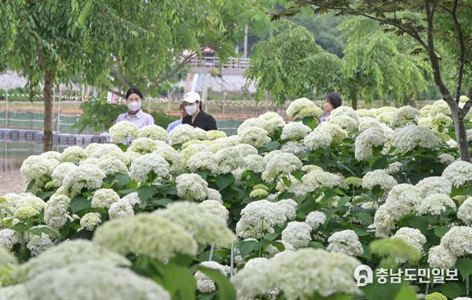 ‘제1회 공주 유구색동수국정원 꽃 축제’ 6만 명 다녀가