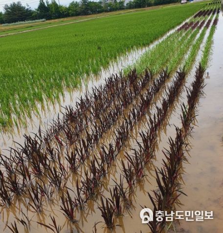 관상용 벼 전시포