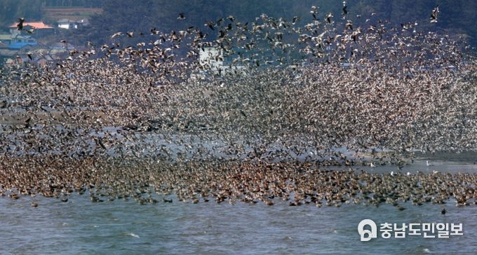 충남연구원, 인류의 자산인 서천갯벌과 유부도 보전 정책 제안