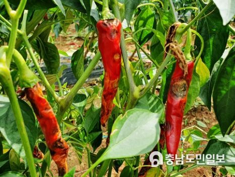 고추 탄저병 피해과실