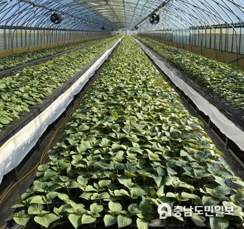 양액재배(들깻잎)