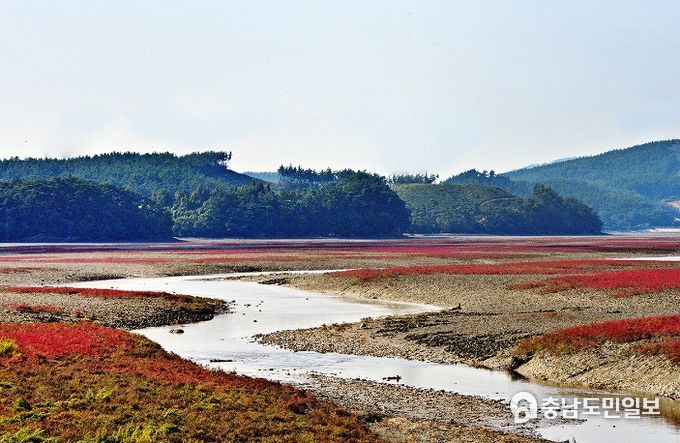 사업대상지 현장 사진(칠면초)