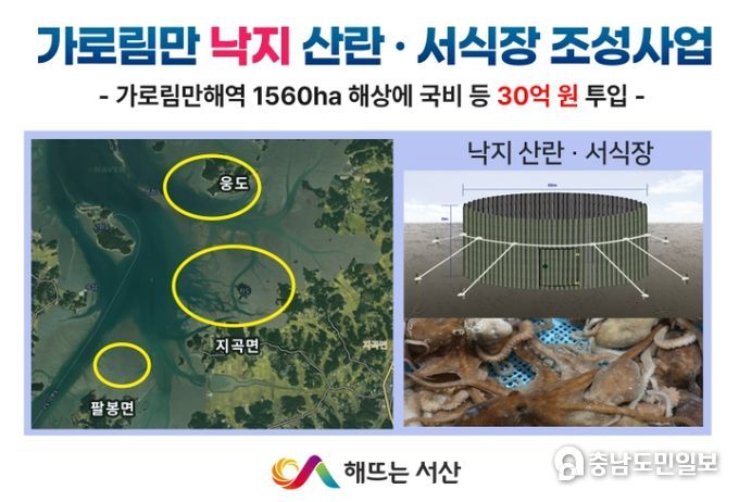 서산낙지 이미지