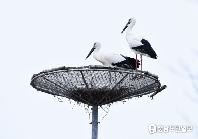 서산버드랜드 내 설치된 인공둥지에서 황새가 짝을 이룬 모습