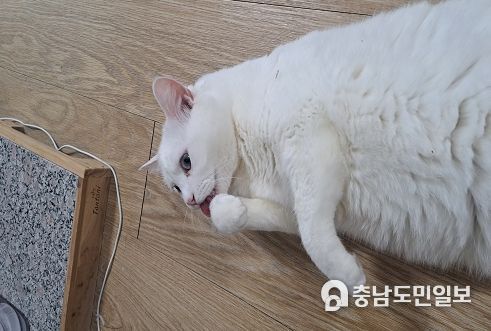 1인가구의 증가로 고양이를 반려동물로 키우는 가구가 증가하고 있다