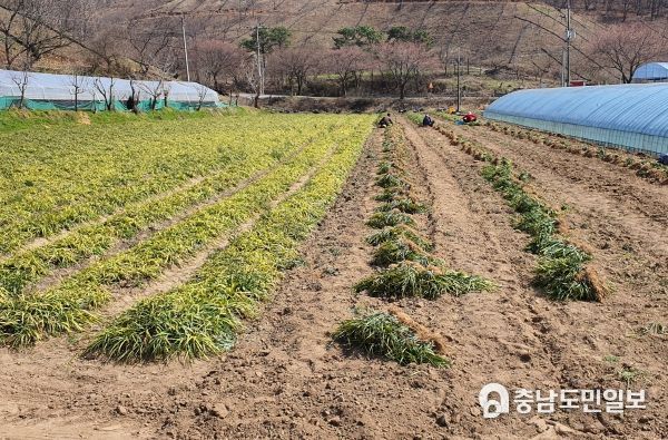충남도, 맥문동 고품질·다수확…제때 수확·정식해야