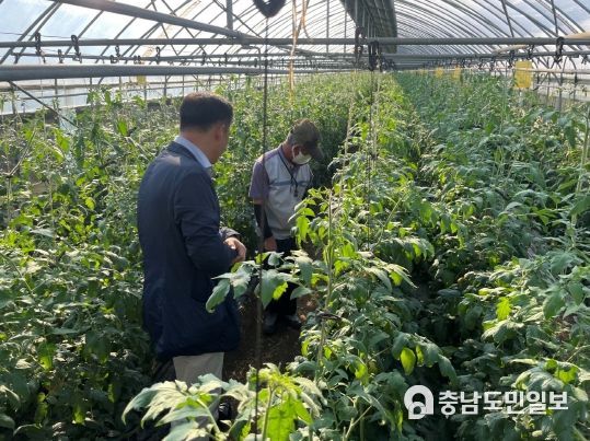 충남도, 방울토마토 맛·품질 관리 강화