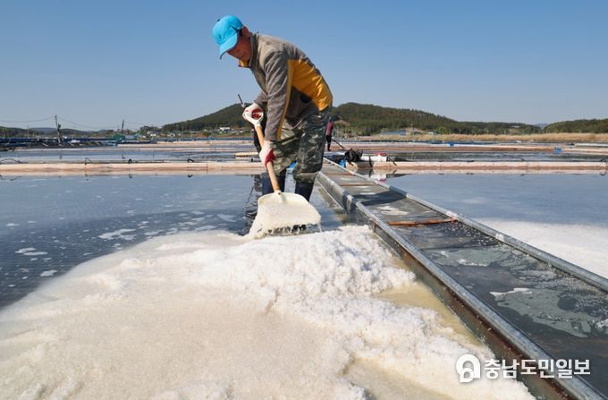 1일 태안군 근흥면 마금리의 한 염전에서 송화소금을 생산하는 모습