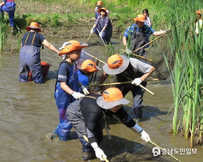 매화둠벙마을에서 물고기 잡기 체험을 즐기는 관광객들