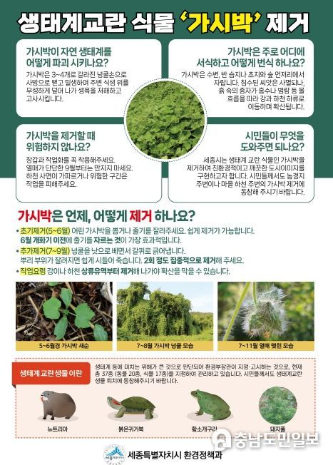 세종시 생태계교란 식물, 가시박 퇴치 총력