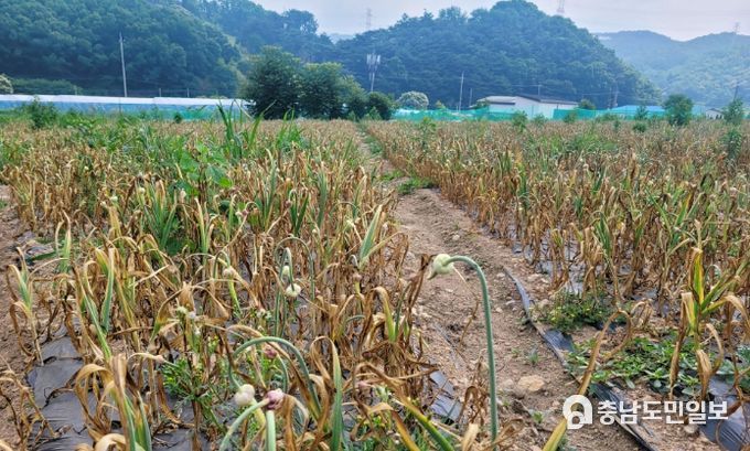 서산시 농민들 서산6쪽마늘 수확 한창