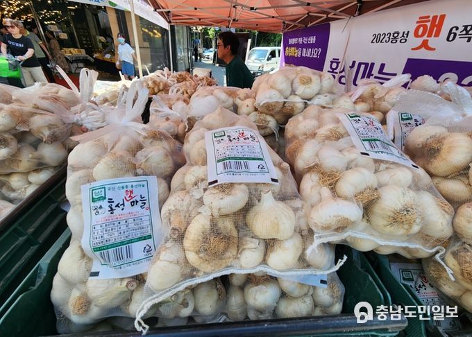 홍성마늘, 햇마늘 소비자에게 인기 급상승!