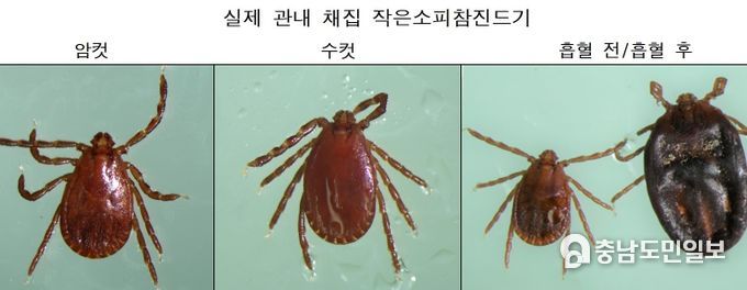 운주산 일대 진드기 분포도조사에서 채집된 작은소피참진드기