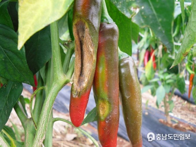 탄저병에 걸린 고추 모습