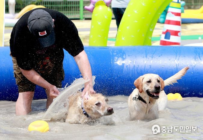 반려견 머드체험장 사진