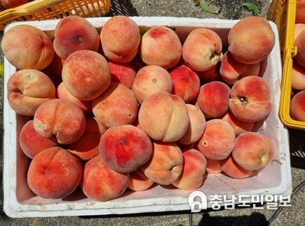 세종로컬푸드(주), 수해농가 돕기 쥬스·잼용 못난이 복숭아 특판행사