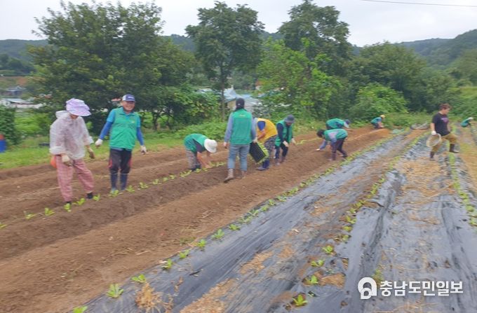장곡면새마을협의회, 『사랑愛 김장 나누기』 배추심기 행사