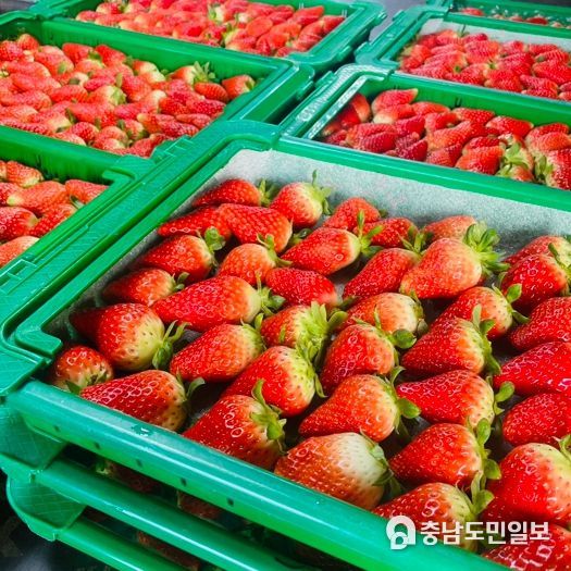 홍성군, 명품 딸기 조성환경 박차!!