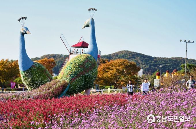 지난해 태안 가을꽃박람회 모습