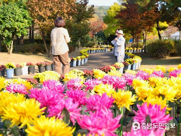 지난해 열린 태안국화축제 모습