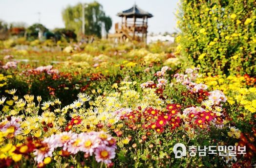 서산시, 제24회 서산국화축제 개막